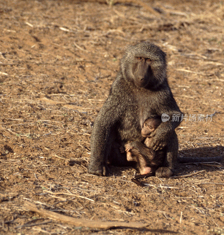 Olive Baboon mother and suckling baby